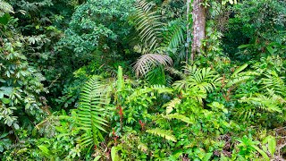 Aerial Tram Tour In Costa Rican Rainforest [upl. by Morrie492]