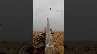 Mallard TORNADO in field waterfowl ducks geese shootem hunt hunting mallards greenheads [upl. by Amo]