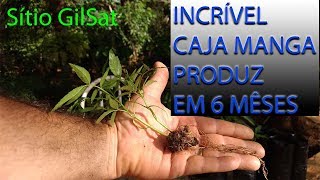 INCRÍVE CAJA MANGA PRODUZ EM 6 MÊSES DE PLANTADO A SEMENTE SítioGilSat [upl. by Venice]