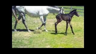 Thoroughbred Foals [upl. by Vern]