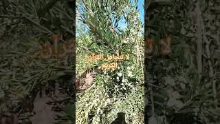 آيات من القرآن الكريمquran قرآن nature اكسبلور fypシ゚viral beautiful قرانكريمshort [upl. by Tay]