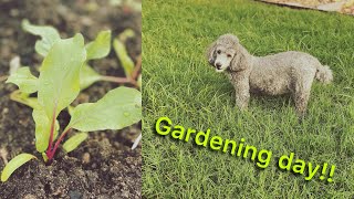 Gardening day 🌱🌱🪴🪴 plus snail time lapse🐌⏩ [upl. by Lenee]