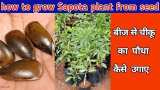 how to grow Sapota plant from seed  बीज से चीकू का पौधा कैसे उगाए [upl. by Han992]