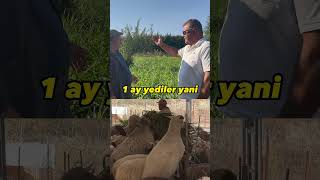 BÖYLE HAYVANCILIK YAPMAYA NE VAR KARDEŞİM odot maralfalfa hayvancılık inek kuzu koyun [upl. by Nylknarf]