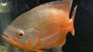 Albino Oscar Cichlid [upl. by Mastic]