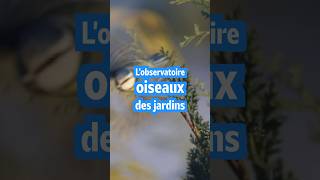 🪺🕊️ OISEAUX DES JARDINS  LES RÉSULTATS [upl. by Clare]