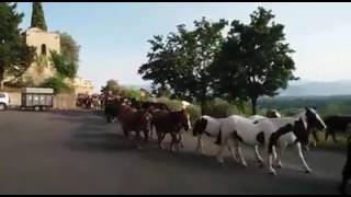 Transumanza 2017 di cavalli dal Lazio allAbruzzo  Transhumance herd of horses [upl. by Cinelli]