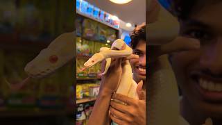 My New Crazy Pet Snake🤯pets petlover trendingshorts [upl. by Ritter]