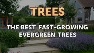 The Best FastGrowing Evergreen Trees [upl. by Rehtaeh]