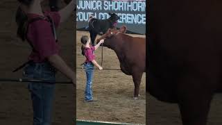 Shorthorn Junior Nationals Showmanship 2023 [upl. by Mya632]