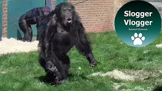 Chimpanzee Walks Like A Human And Hurls Food Towards Visitors [upl. by Lawler]