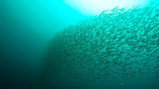 School of Longjawed Mackerel [upl. by Randell197]