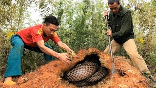 The surprise always comes in extra time  Giant king cobras nest in the mound [upl. by Assiram]