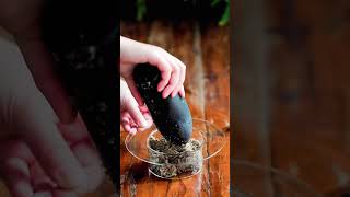 diy tutorial plant saxifrage in a stylish way indoorgarden bonsai diy terrariumart [upl. by Hallerson267]