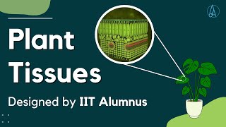 Plant Tissues Explained and Designed by IIT Alumnus [upl. by Albertina976]