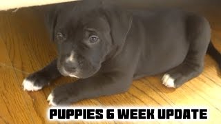 American Pit Bully Puppies 6 Week Update And A Little Thank You [upl. by Retsehc]