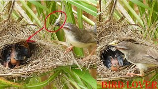 How sparrow feed big grasshopper to her babies [upl. by Wende829]