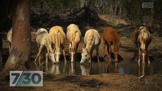 Australias wild desert horses This environment tests them to their limits  730 [upl. by Polik]