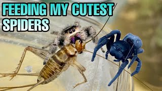 BLUEBERRY IS BACK Feeding my CUTEST PET SPIDERS Jumping amp Velvet Spiders [upl. by Glenden307]