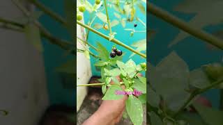 Enga vtu gardenமணத்தக்காளி கீரை subscribesupport [upl. by Delores]