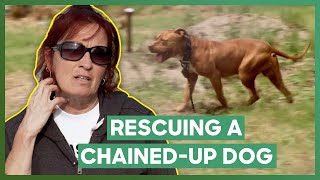 Abandoned Pit Bull Is Padlocked To A Chain  Pit Bulls amp Parolees [upl. by Aztilem]