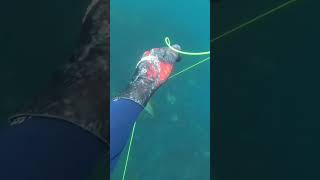 Spearfishing pollock cornwall [upl. by Hendrik178]