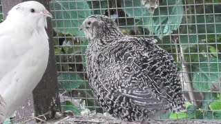 Stunning Colors of My QUAIL BIRDS quail quailbirds quailbird coturnixquail [upl. by Orton971]