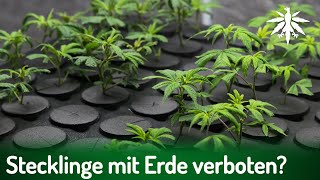 Stecklinge mit Erde verboten  DHVNews  425 [upl. by Asin108]