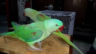 Mitthu mitthu Talking Parrots Parrot TalkingBirds sound TalkingParrot Parakeet alexandrine [upl. by Ahkeber]