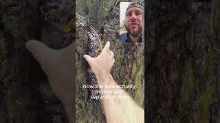 🌳 NEAR CATASTROPHE ⚠️ 200YearOld Tree BARELY Survived the Storm How to Avoid Losing Your Tree [upl. by Piers]