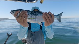 Fishing for Salmon at Puget Sound  Seattle Diaries [upl. by Rodrique]