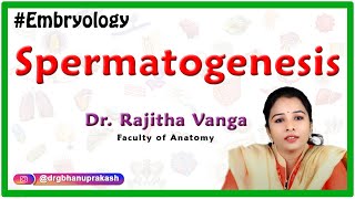 Spermatogenesis  Human Embryology [upl. by Olodort]