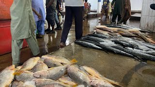 Karachi Fisheries 3pm Hayla Market 20 Nov Updates [upl. by Hough]