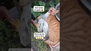 Si Ayam usil ama oyen catcomedy funnyanimal kucinglucu [upl. by Bunder]