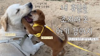 DogVlog 집사의 휴일은 지금부터 제껍니다 평일보다 바쁜 주말 브이로그 🐾 [upl. by Wilda]