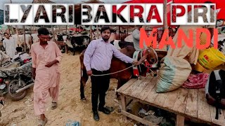 Lyari Bakra Piri Cow Mandi update 2024 Cow mandi Bakra Mandi [upl. by Nashom110]