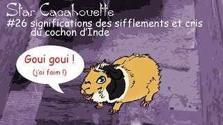 StarCacahouette 26 significations des sifflements et cris du cochon dInde [upl. by Bresee]