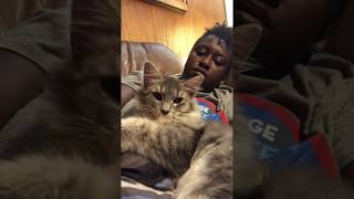 Silver Tabby Maine Coon Mix Kitten For Adoption Indianapolis IN [upl. by Atnahs]