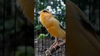 Il canarino canta per chiamare lamico canario birds الكناري canarybreeding birdslover [upl. by Arres]