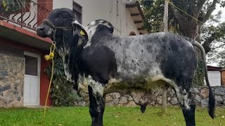 RANCHO SAN JUAN SARDO NEGRO CON GENÈTICA PARA PRODUCIR EN TERRENOS RÙSTICOS CON FORRAJES POBRES [upl. by Lyn]