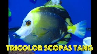 Rare Tricolor Koi Scopas Tang [upl. by Tteve]