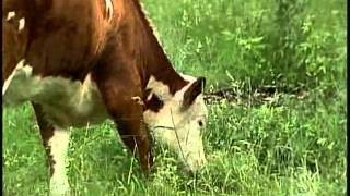 Police Use Taser In Attempt To Corral Cow [upl. by Embry]