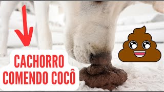 CACHORRO COMENDO COCÔ APRENDA A RESOLVER ISSO [upl. by Yatnod]