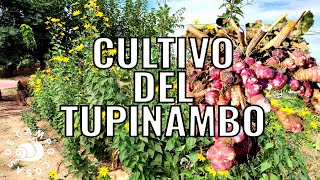 El cultivo del tupinambo [upl. by Mohun430]