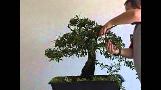 Bonsai styling pyracantha pt 1 [upl. by Billy]