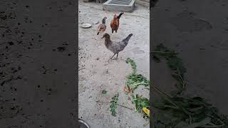 chicken crowing chicken farming eating green radish leaves [upl. by Klatt]