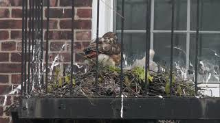 20240427 Governors Island Redtailed Hawks [upl. by Nodla]