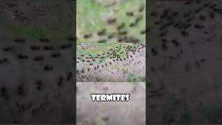 Ants vs Termites Unusual Truce Caught on Camera animals wildlife [upl. by Carr]