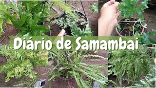 SAMAMBAIAS CUIDADOS CULTIVO REGA Diária de Samambai [upl. by Leonora]