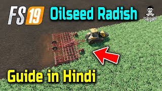 FS19 Oilseed Radish Corn amp Oats Harvesting for Animals Foods [upl. by Grissom]